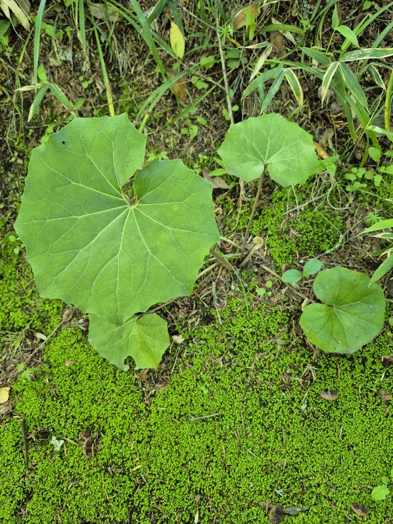 Farfugium japonicum var. japonicum photo 4
