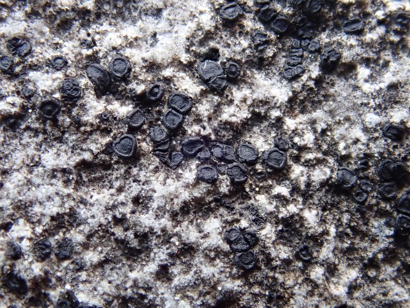 Farnoldia Lichen photo 2