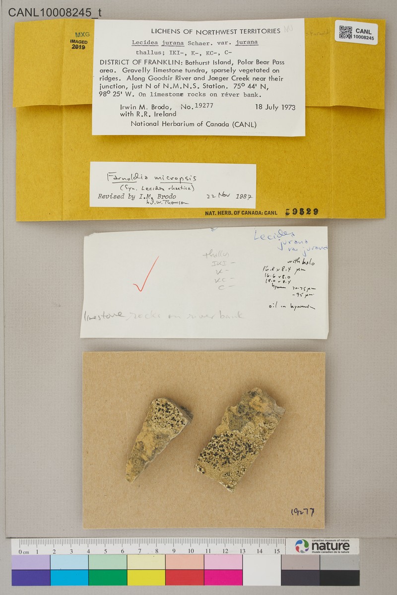 Farnoldia Lichen photo 2