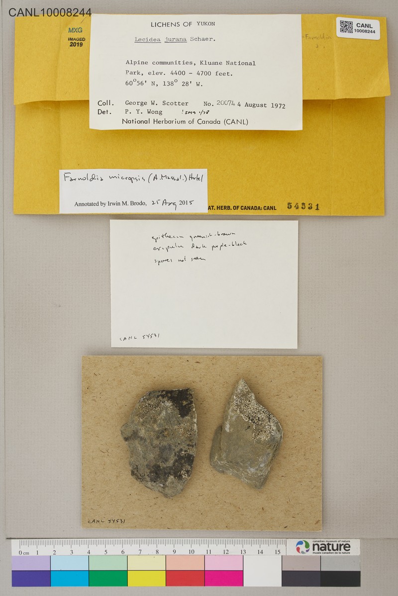 Farnoldia Lichen photo 4