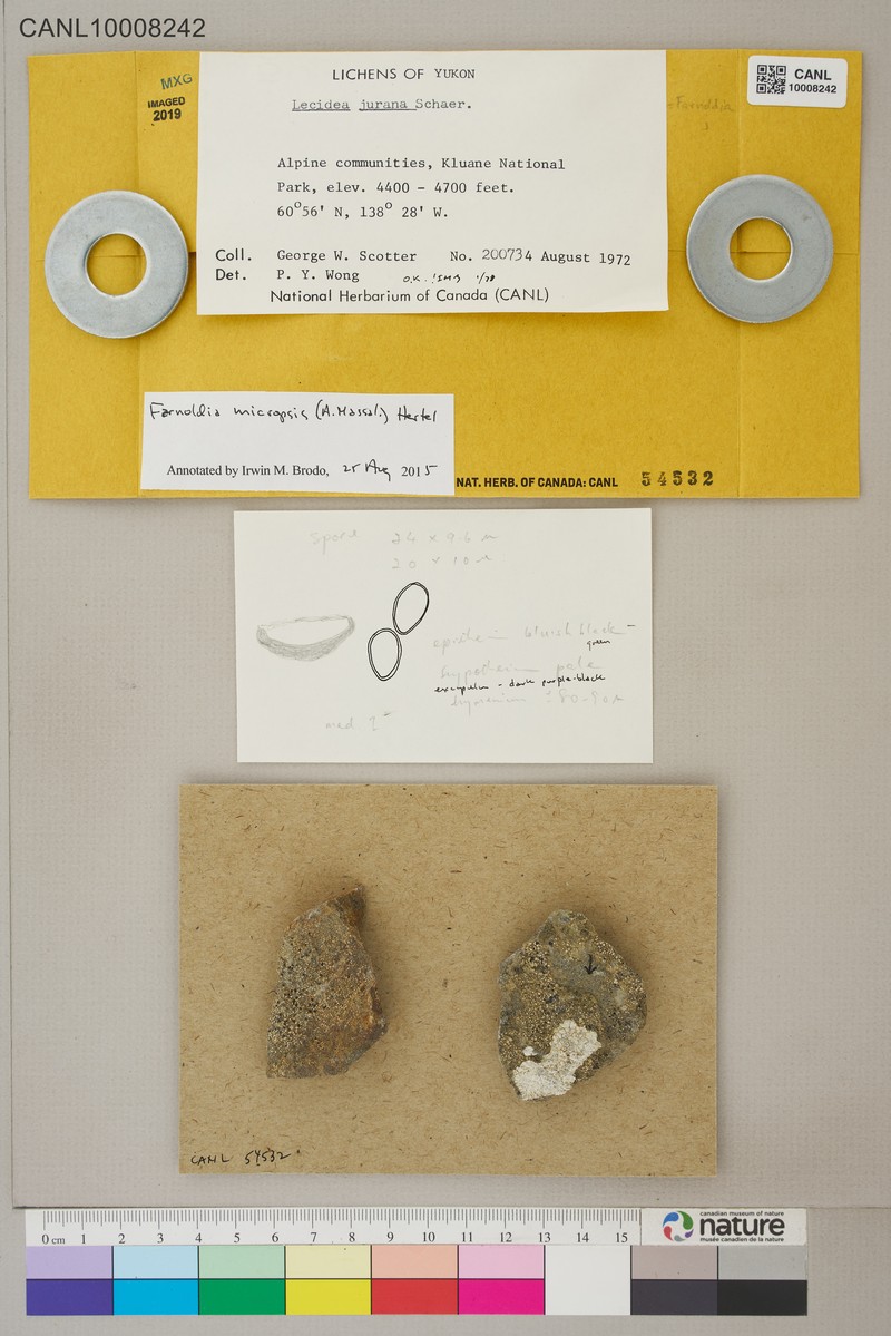 Farnoldia Lichen photo 5