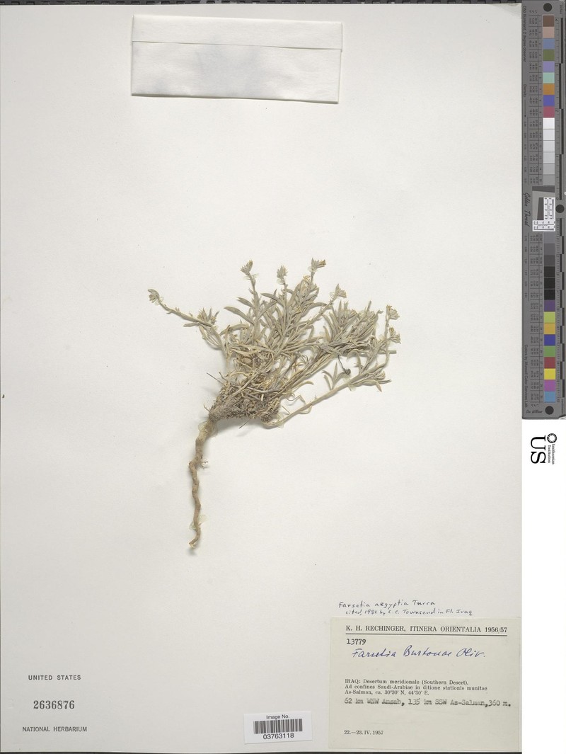 Farsetia aegyptia subsp. aegyptia
