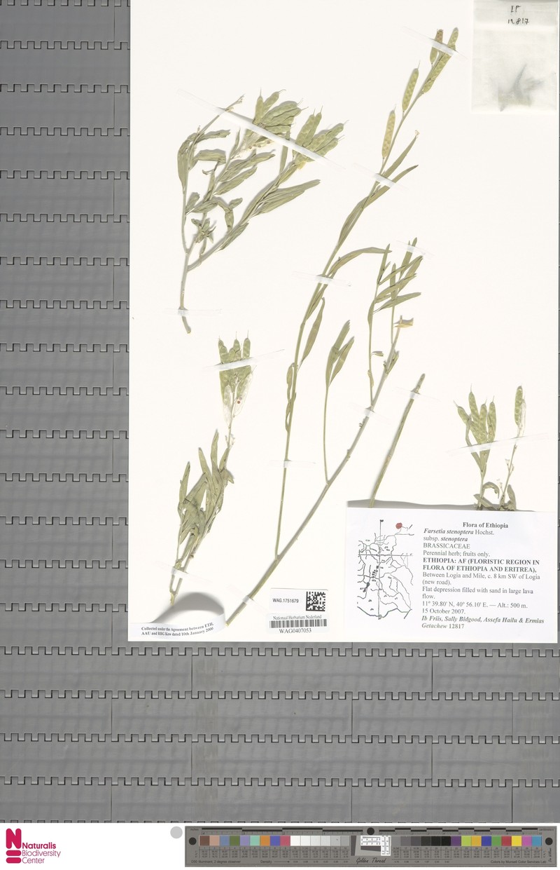 Farsetia stenoptera subsp. stenoptera