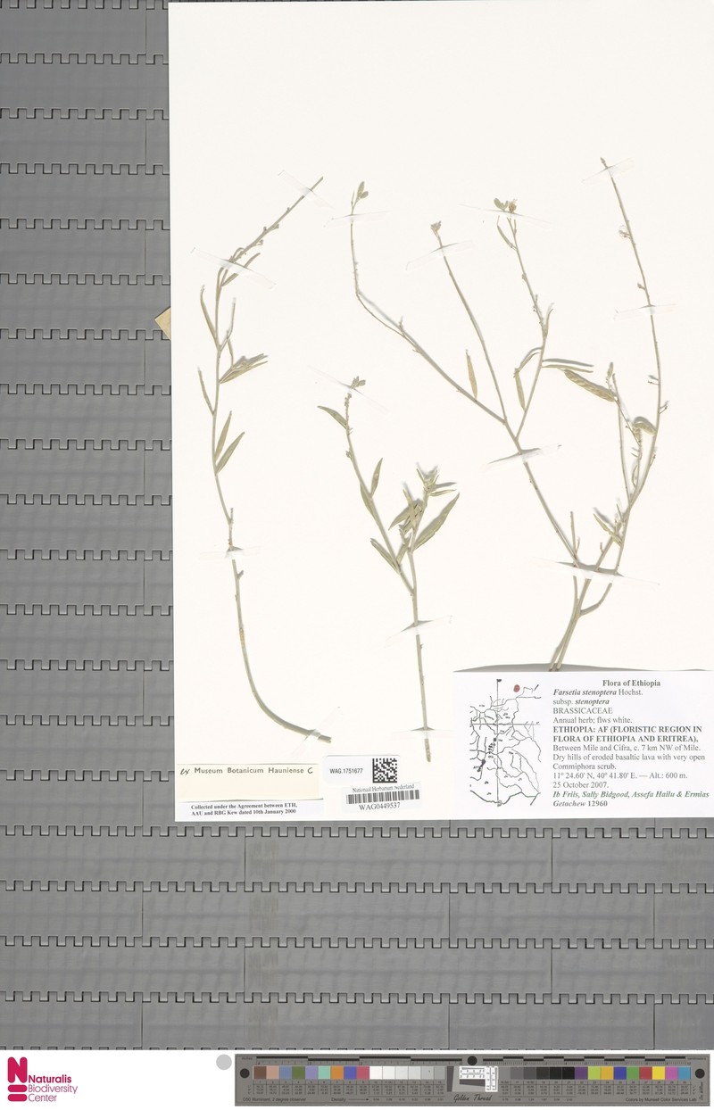 Farsetia stenoptera subsp. stenoptera photo 2
