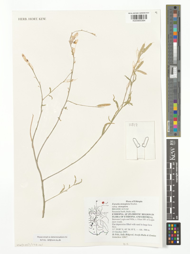 Farsetia stenoptera subsp. stenoptera photo 3