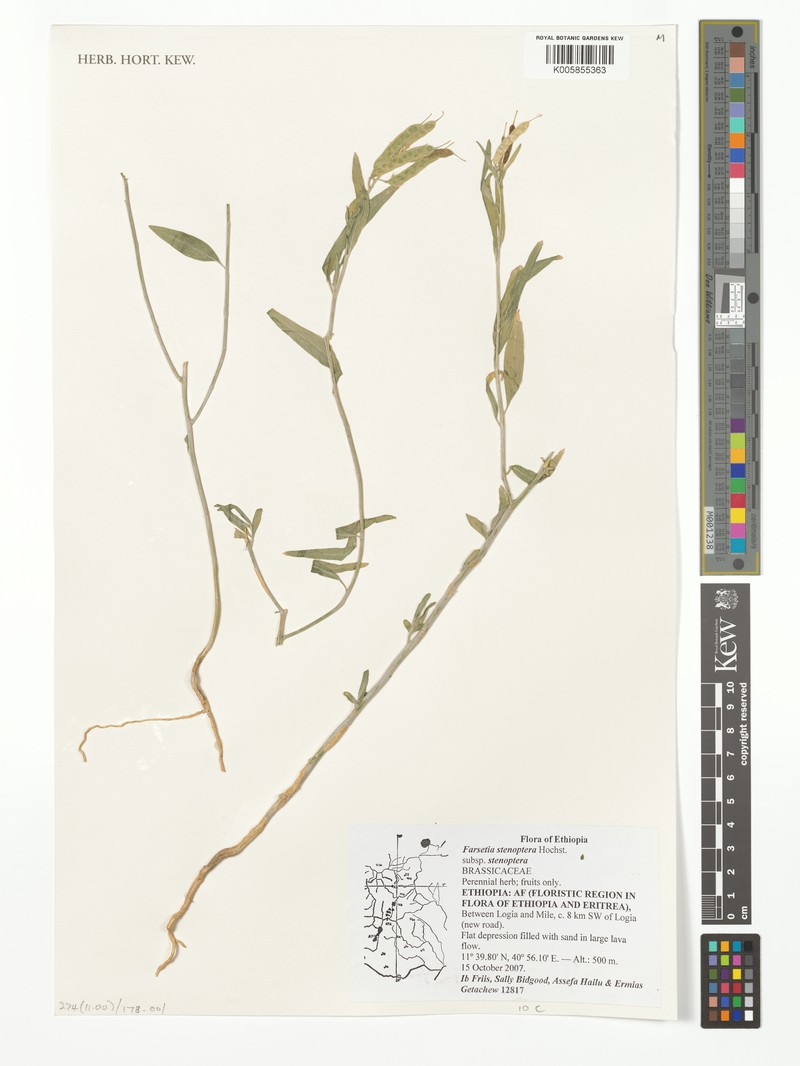 Farsetia stenoptera subsp. stenoptera photo 4