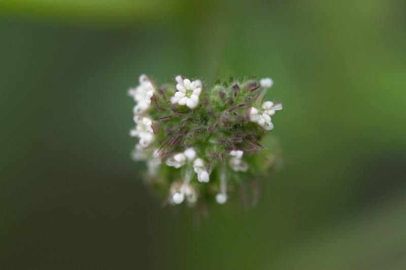 Hairy Crabweed photo 4