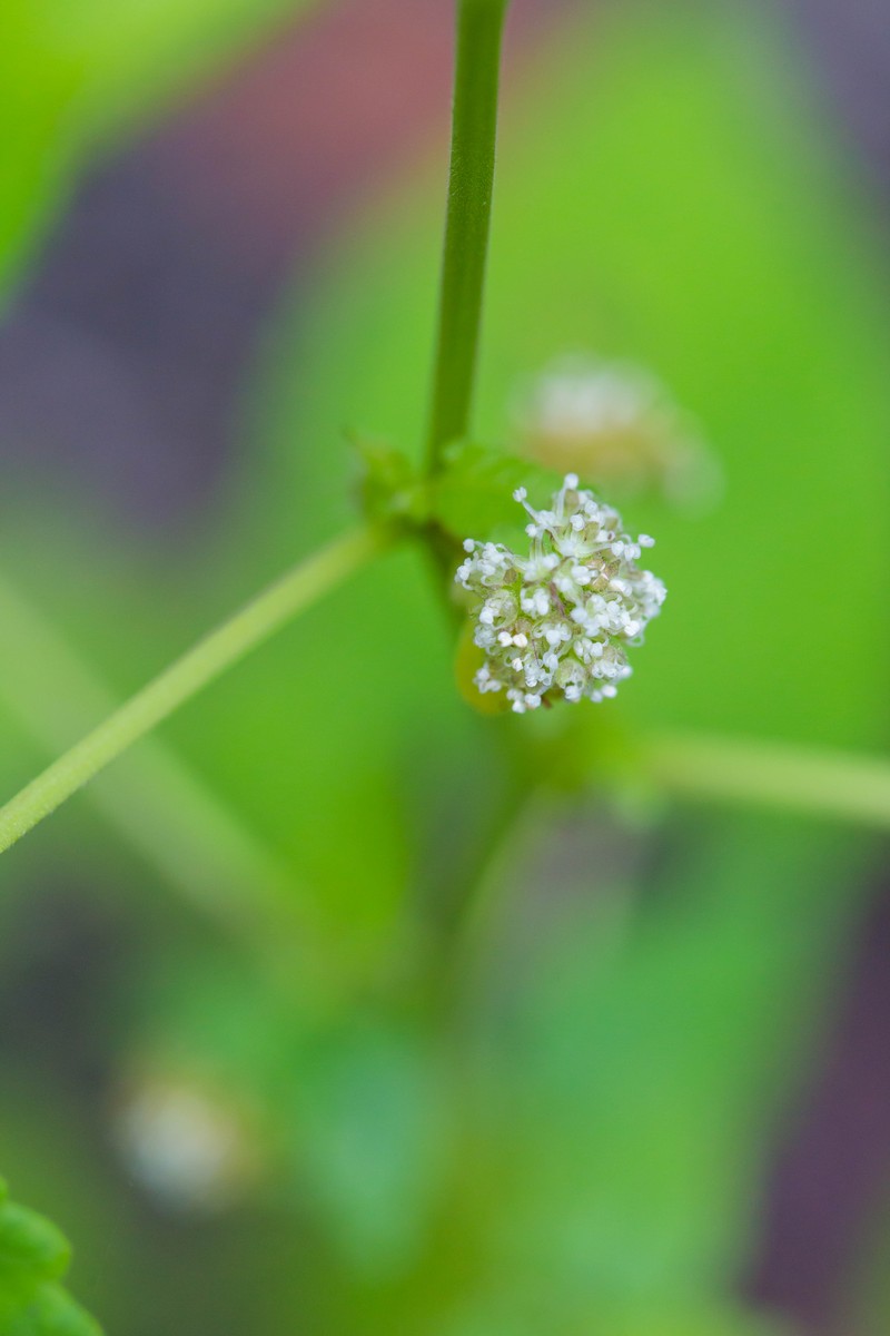 Hairy Crabweed photo 5