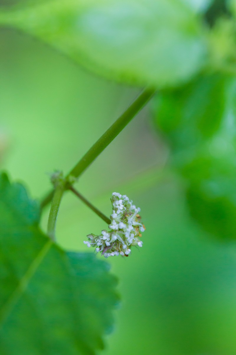 Hairy Crabweed photo 6