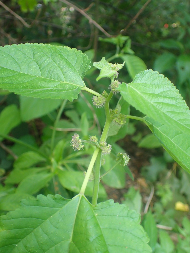 Hairy Crabweed photo 3