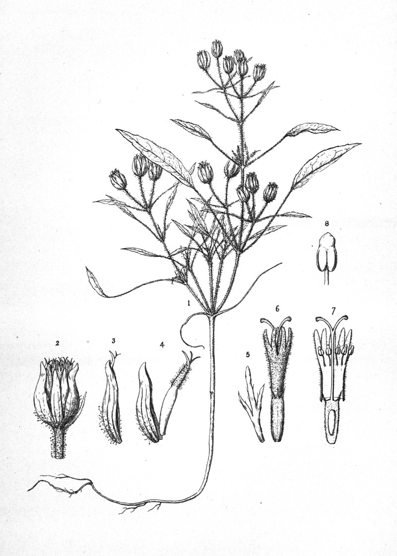 Faxonia pusilla