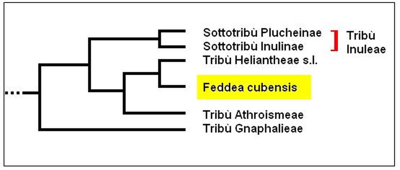Feddea cubensis
