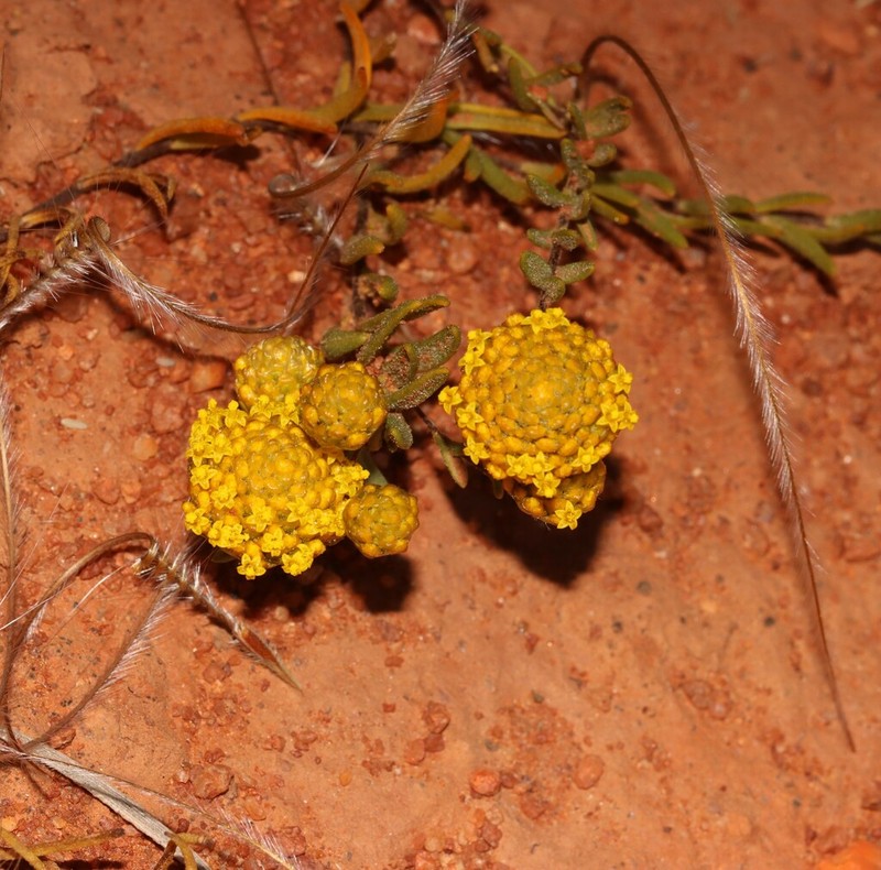 Feldstonia nitens