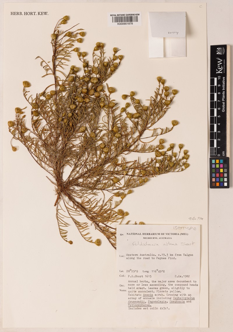 Feldstonia nitens photo 3