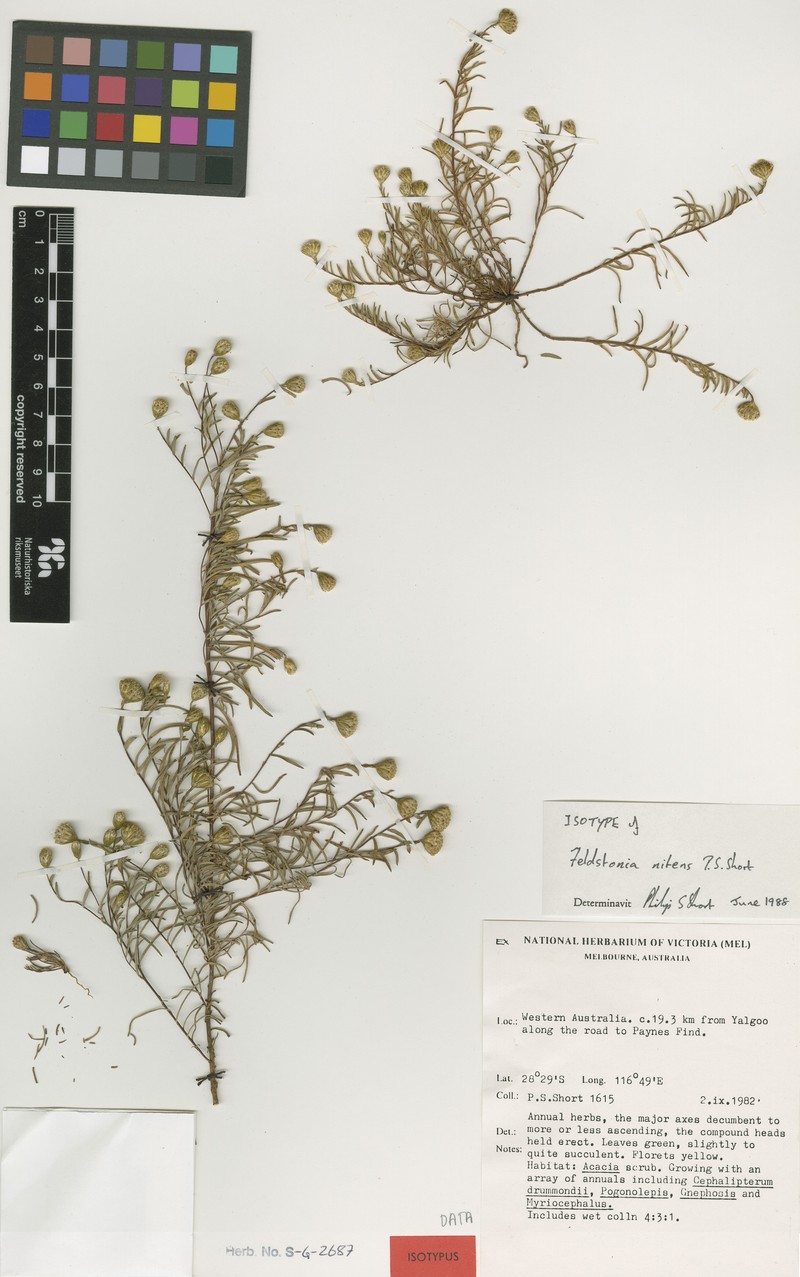 Feldstonia nitens photo 4