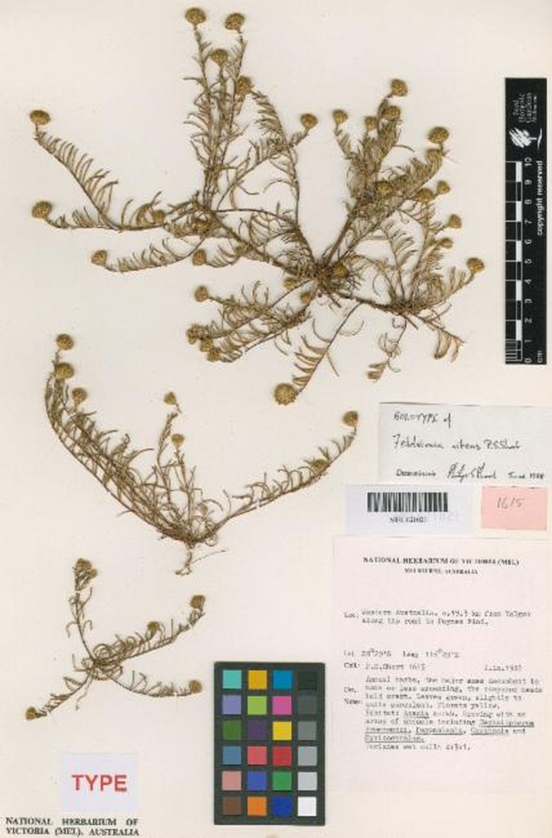 Feldstonia nitens photo 5