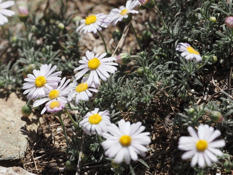 Felicia abyssinica