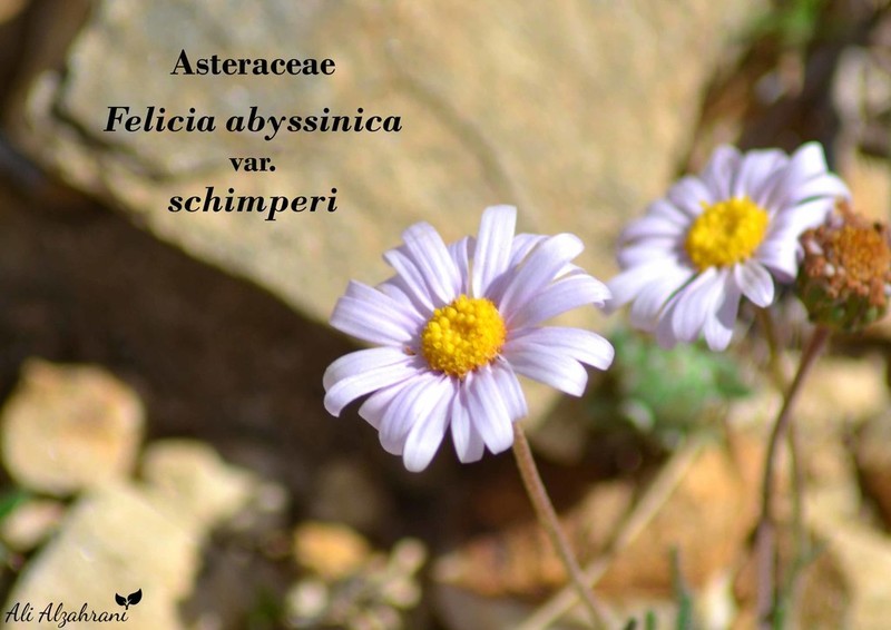 Felicia abyssinica photo 2