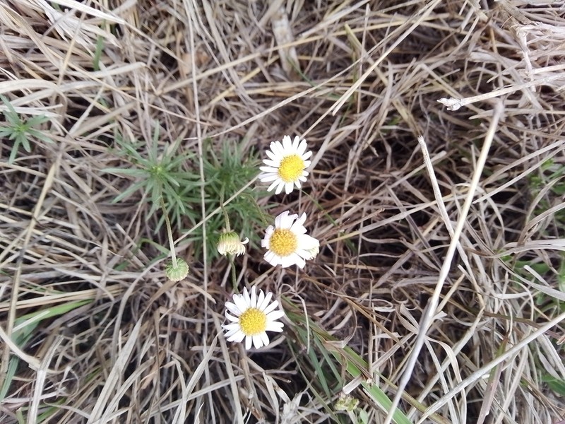 Felicia abyssinica photo 3
