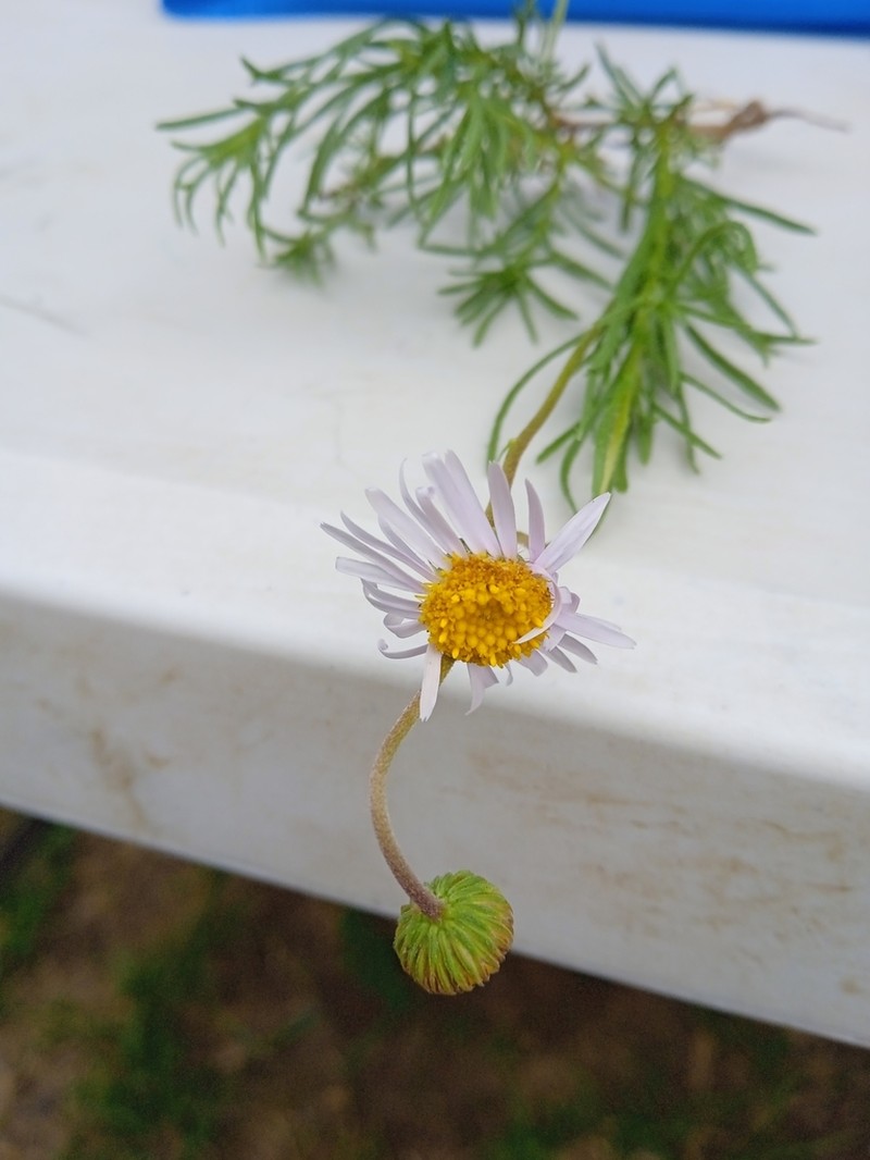 Felicia abyssinica photo 4