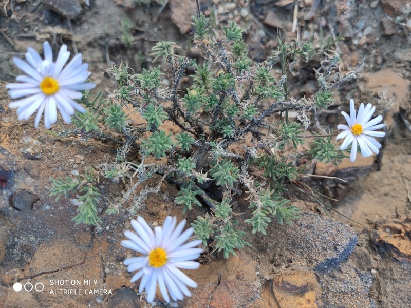 Felicia abyssinica photo 5