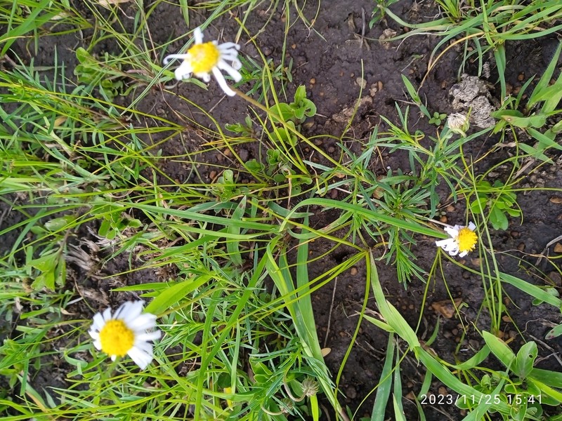 Felicia abyssinica photo 6