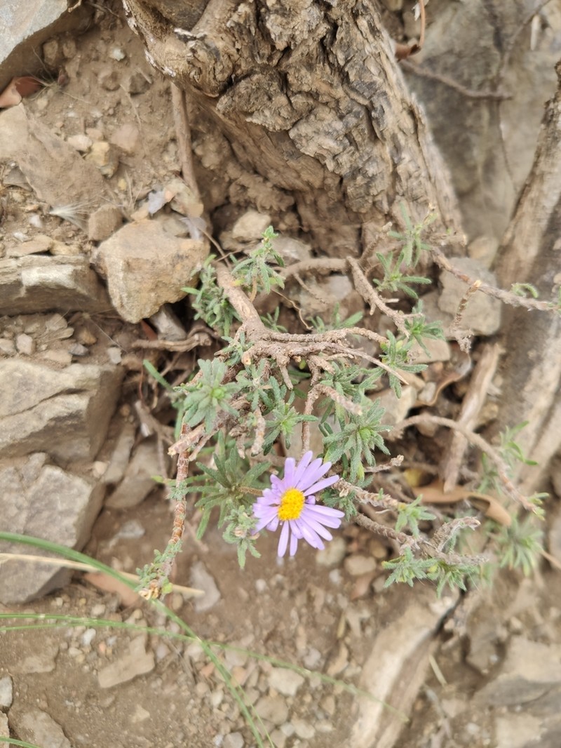 Felicia abyssinica photo 8