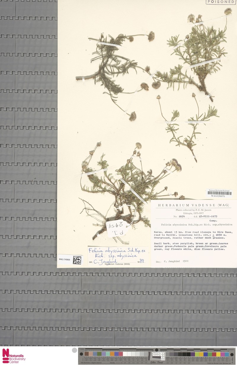 Felicia abyssinica subsp. abyssinica photo 2