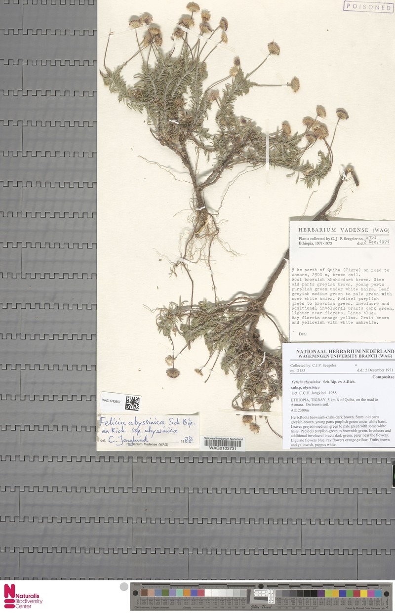 Felicia abyssinica subsp. abyssinica photo 3