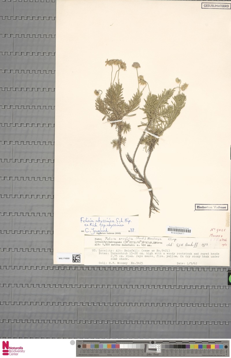 Felicia abyssinica subsp. abyssinica photo 4