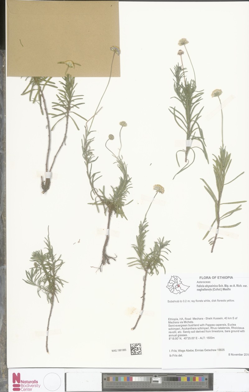 Felicia abyssinica var. neghelliensis