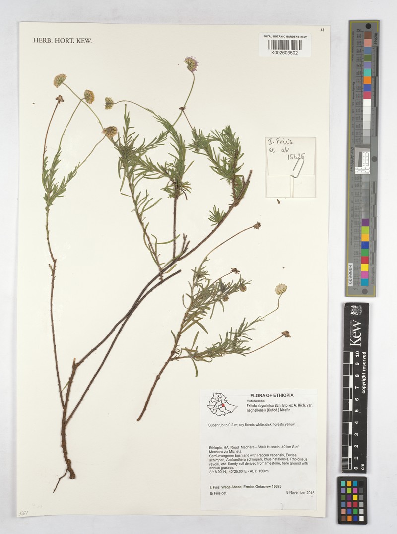Felicia abyssinica var. neghelliensis photo 2