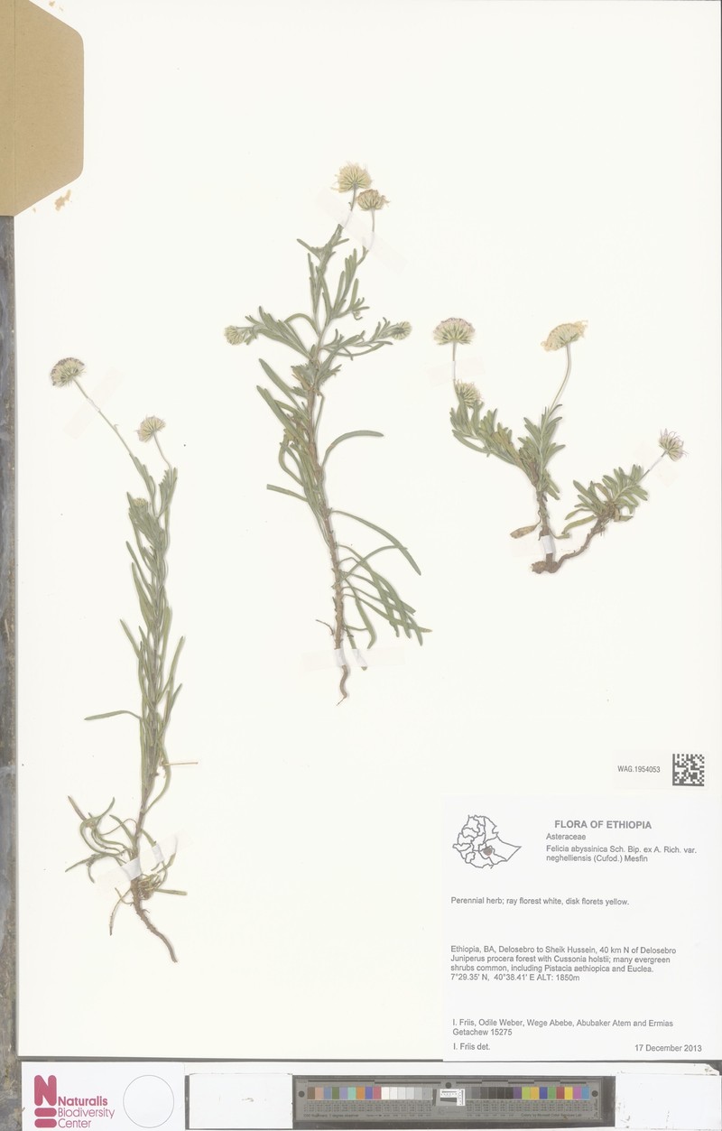 Felicia abyssinica var. neghelliensis photo 3