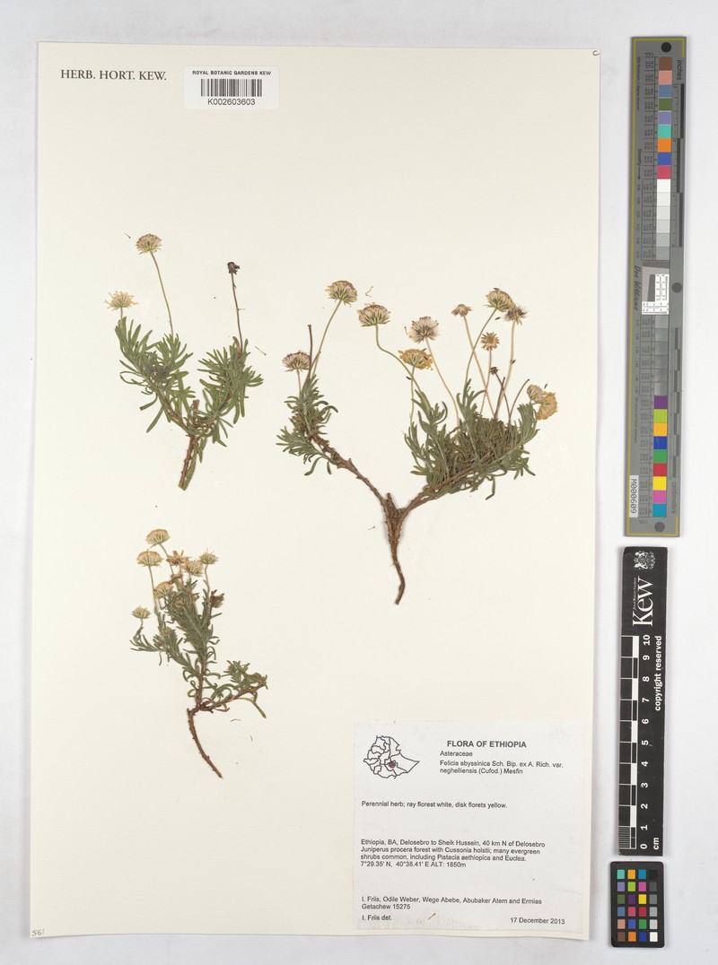 Felicia abyssinica var. neghelliensis photo 4