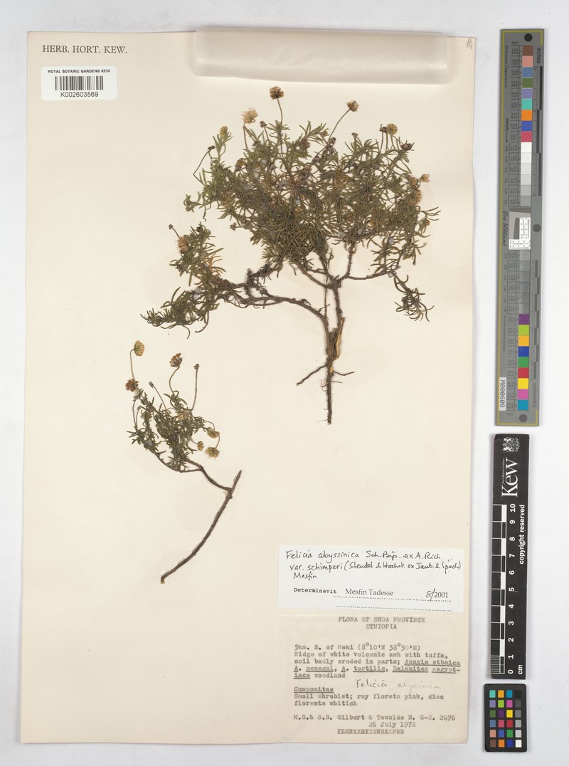 Felicia abyssinica var. schimperi photo 2