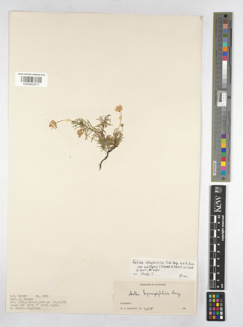 Felicia abyssinica var. schimperi photo 3