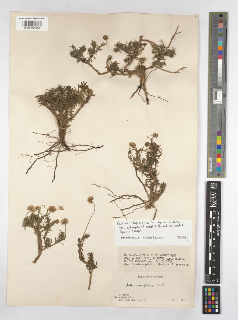 Felicia abyssinica var. schimperi photo 4