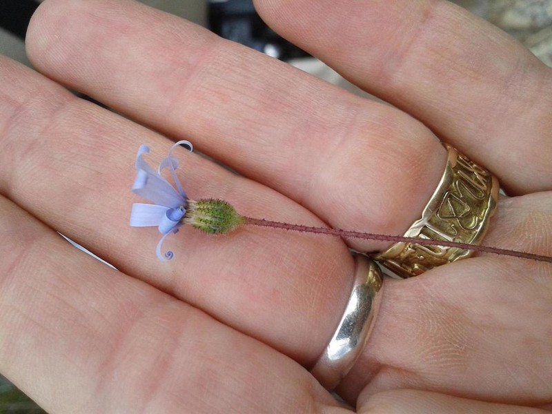 Felicia aculeata