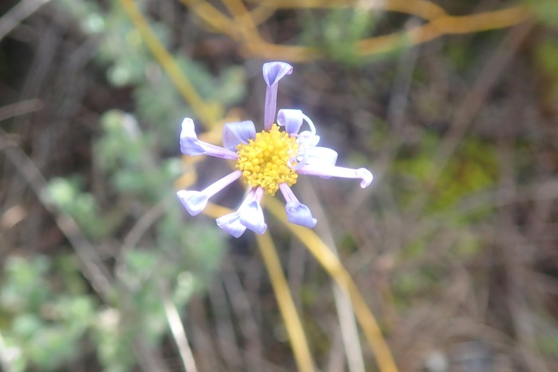 Felicia aculeata photo 2