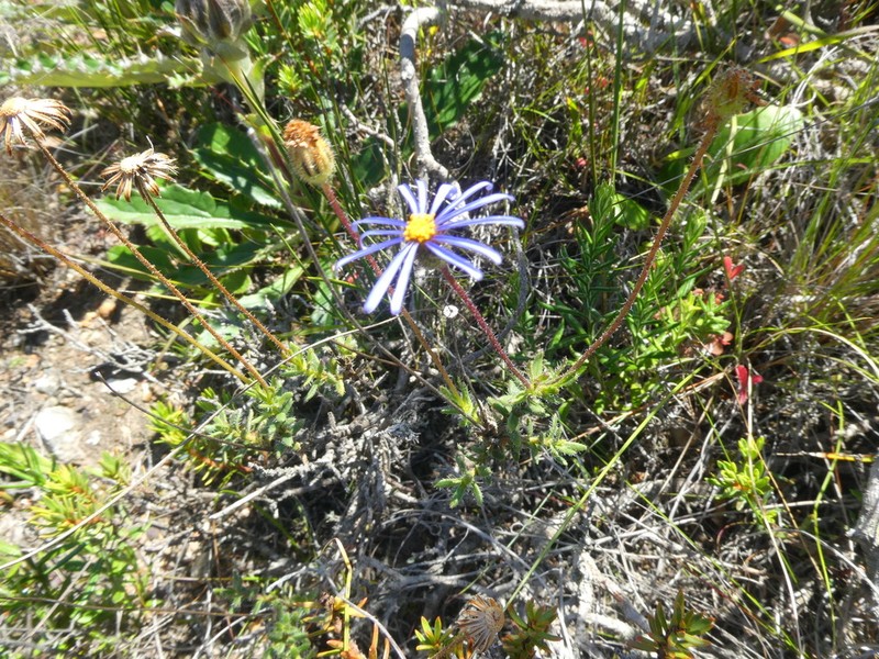 Felicia aculeata photo 3