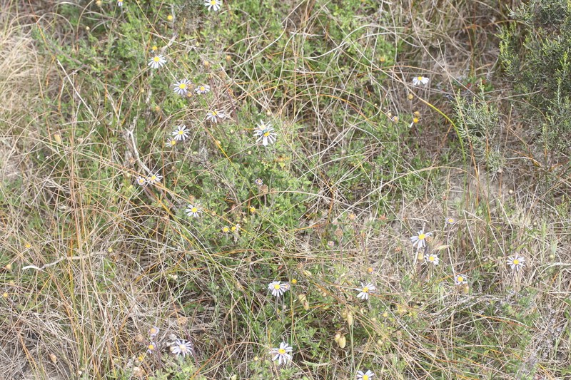 Felicia aculeata photo 4