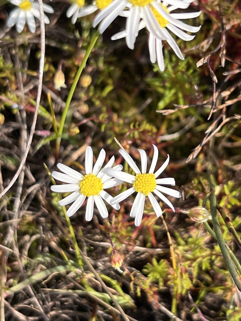 Felicia aculeata photo 5