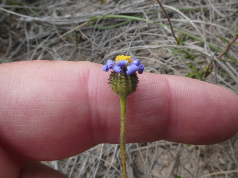 Felicia aculeata photo 6