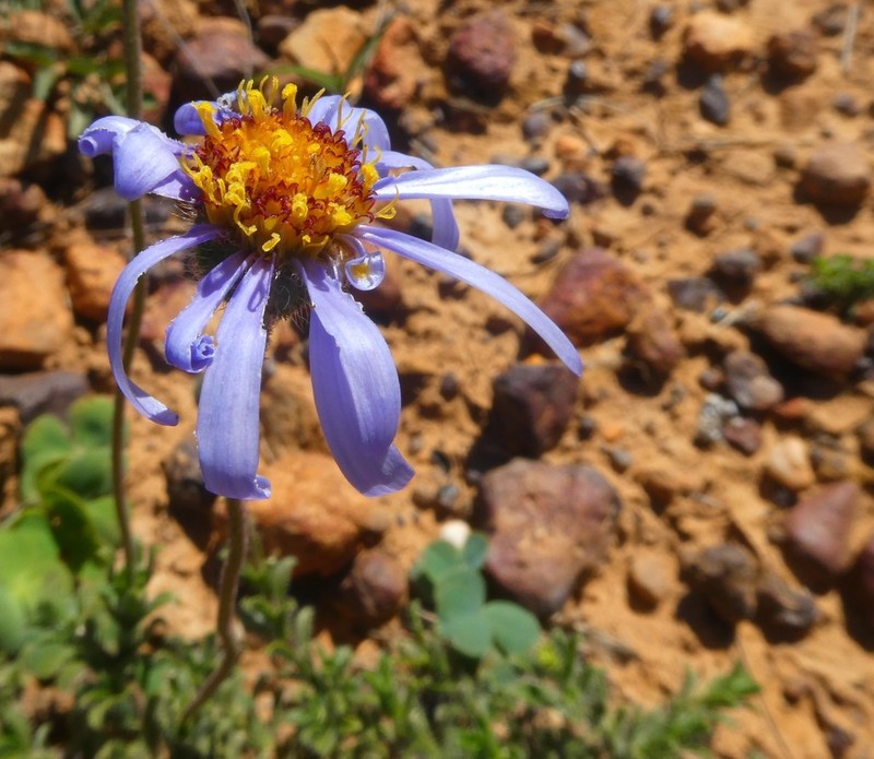 Felicia aculeata photo 7