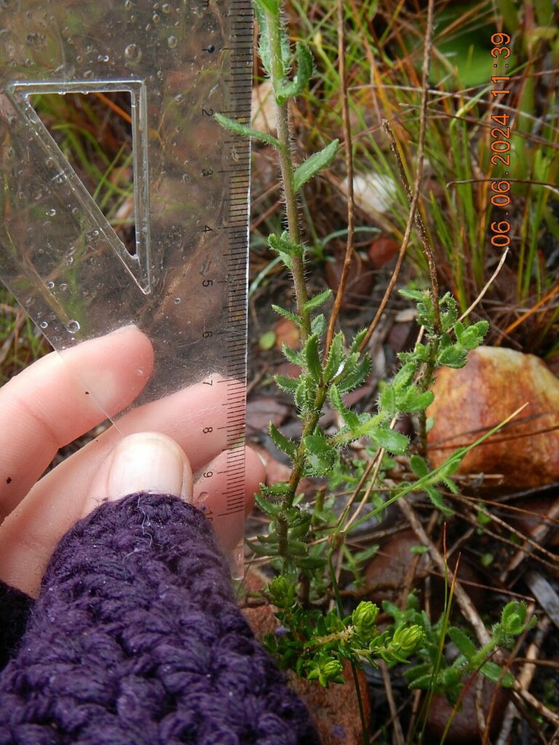 Felicia aculeata photo 8