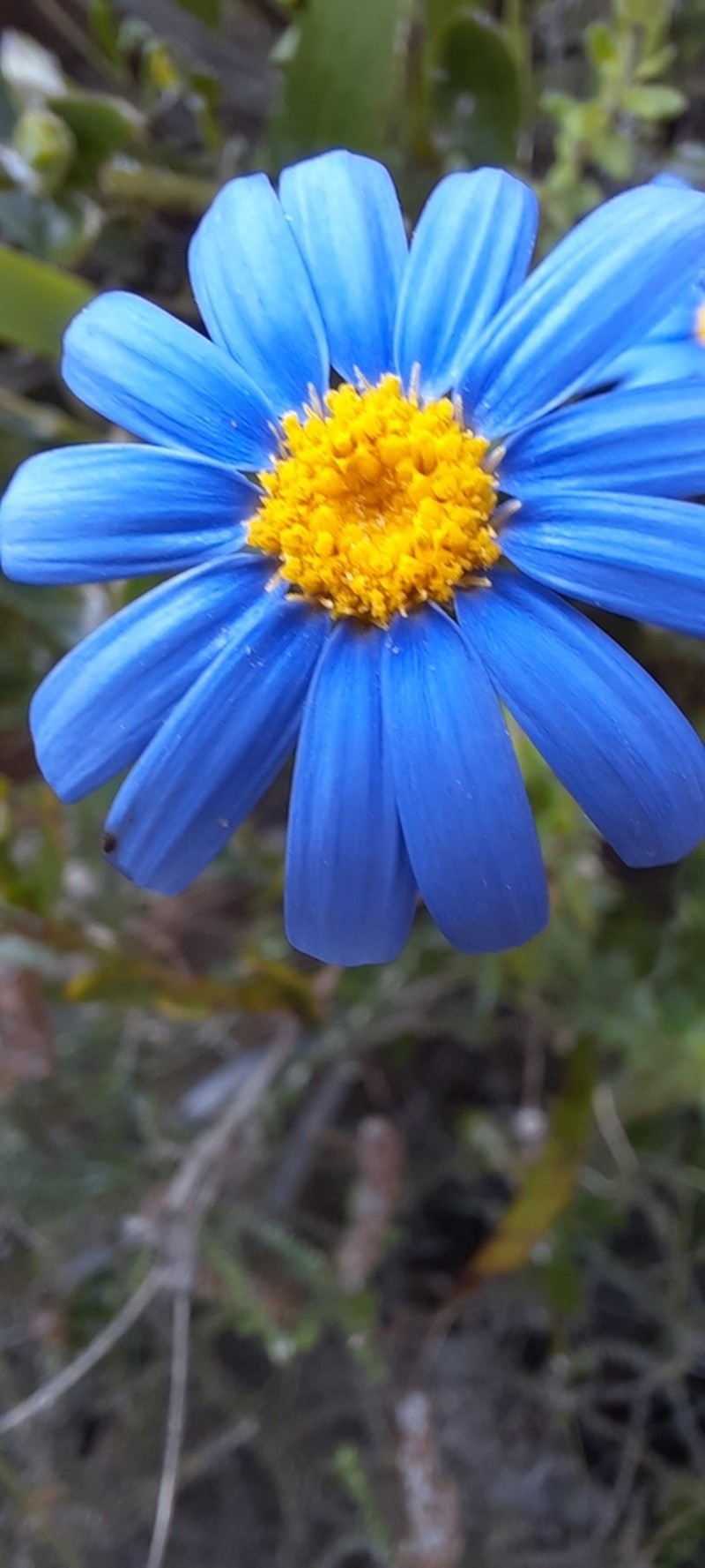 Felicia aethiopica