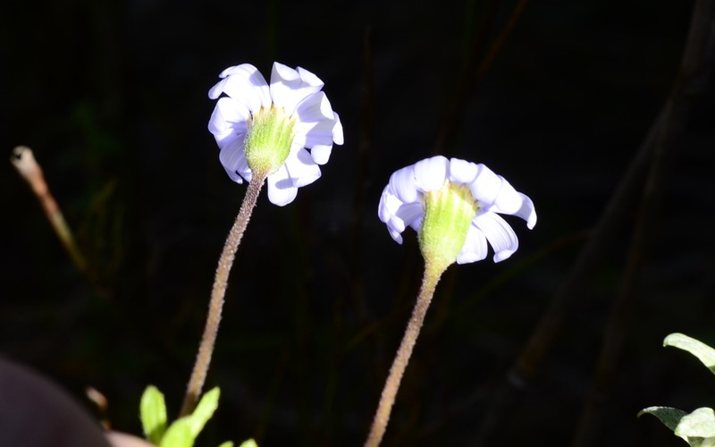 Felicia aethiopica photo 2