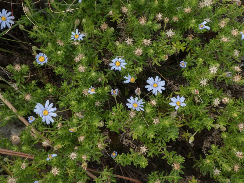 Felicia aethiopica photo 3