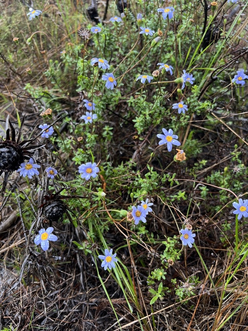 Felicia aethiopica photo 5