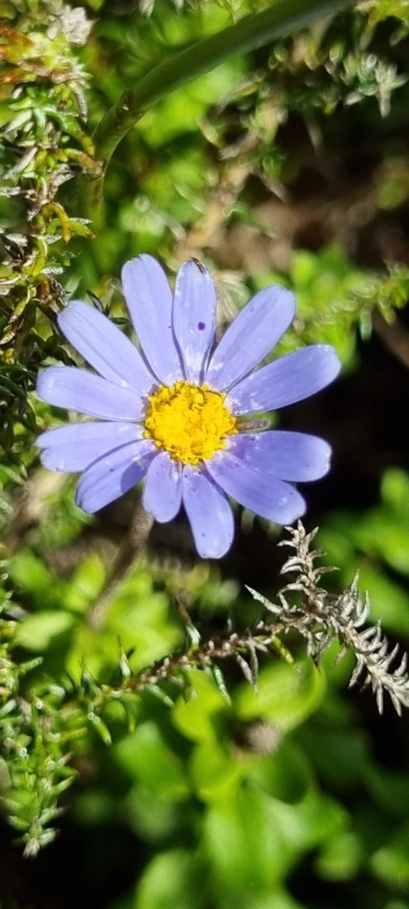 Felicia aethiopica photo 6